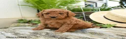 Miniature Poodle dogs for sale: Elderberry - Ad 2