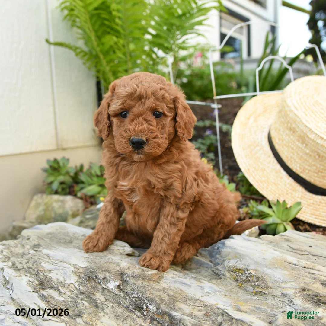 Miniature Poodle dogs for sale: Elderberry - Ad 2