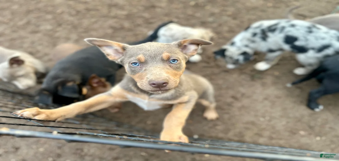 Gallery Image {{count}}