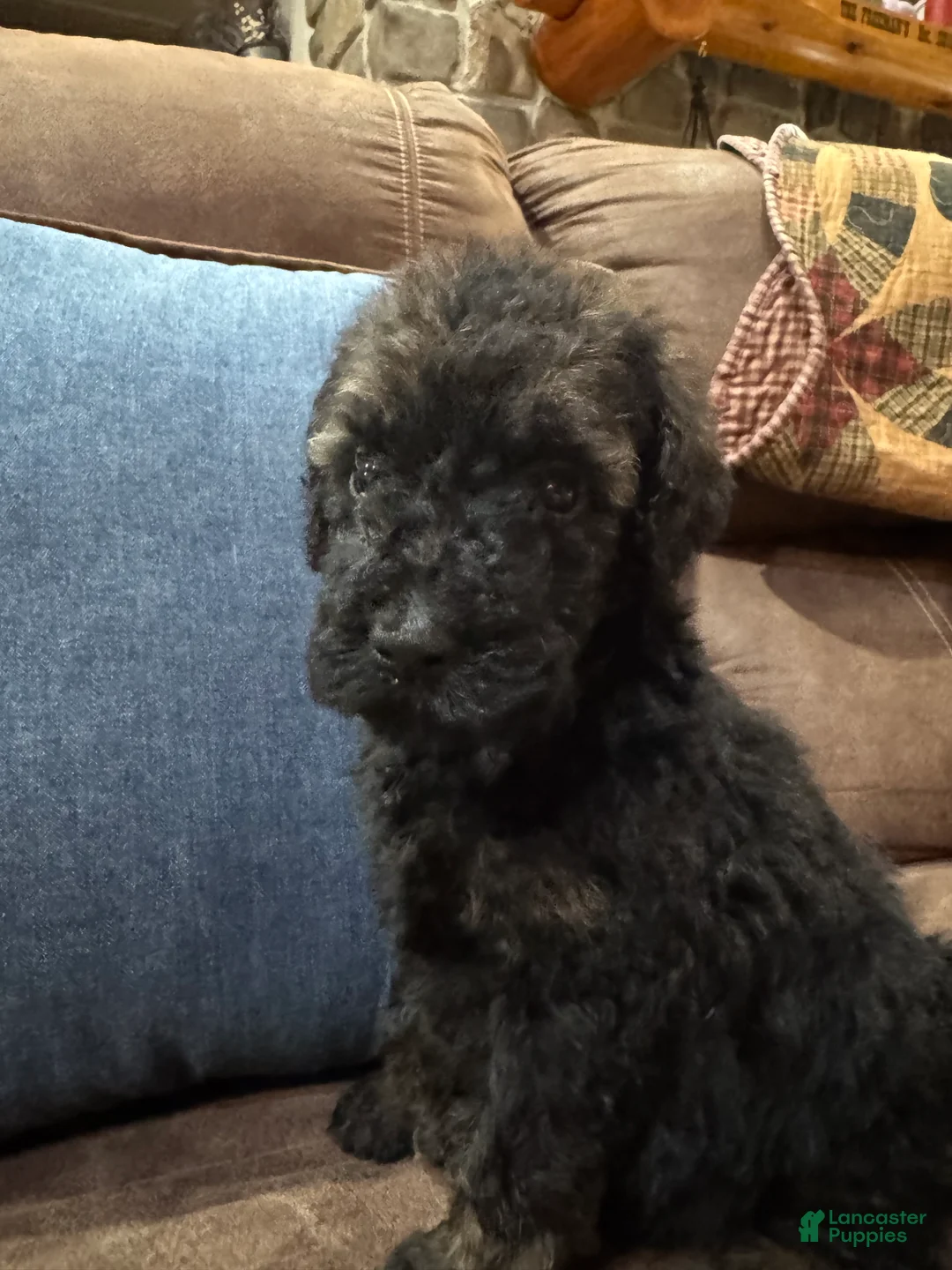 Standard Poodle dogs for sale: Mocha - Ad 1
