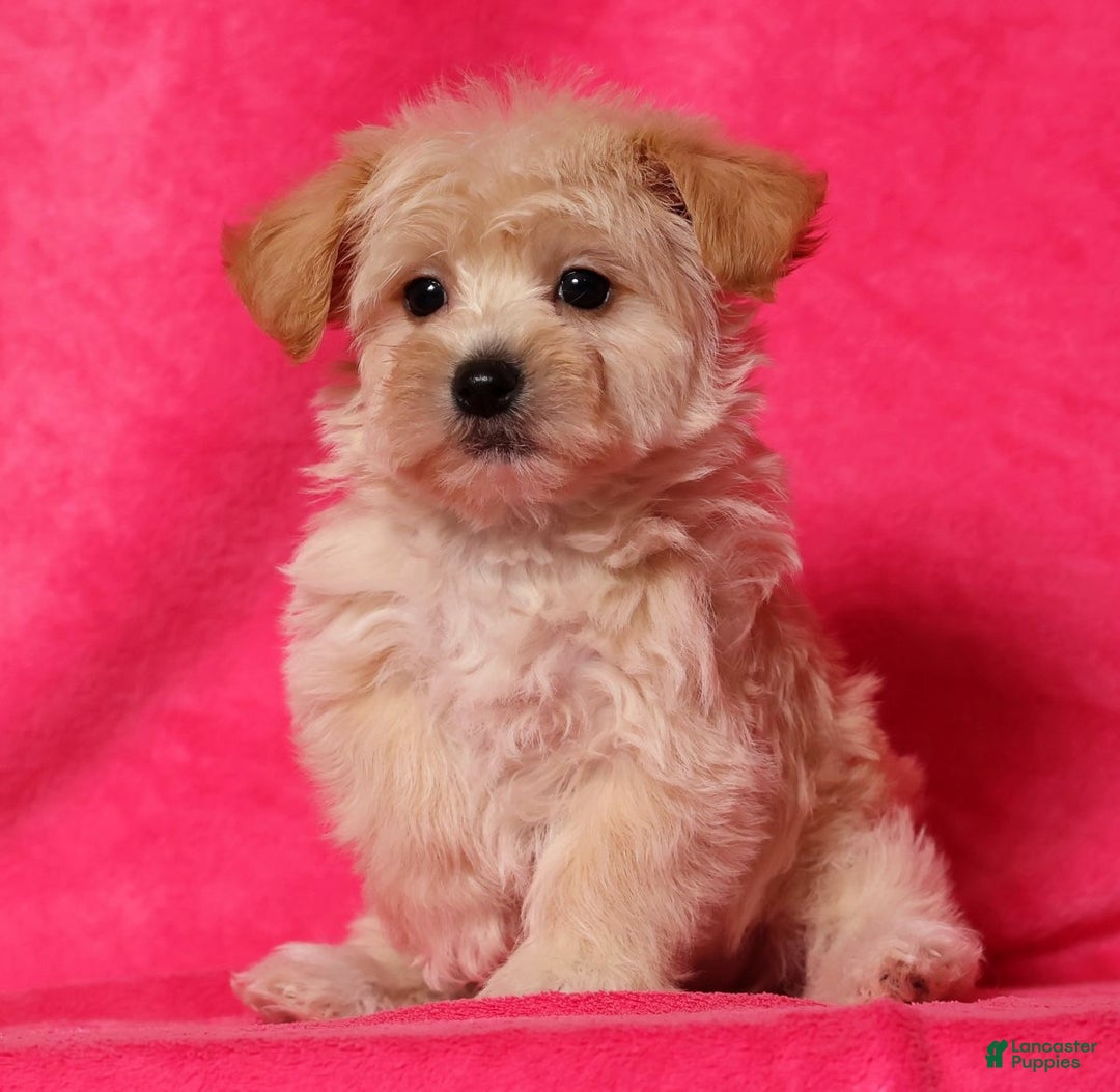 Yochon dogs for sale: Jasper - Ad 5