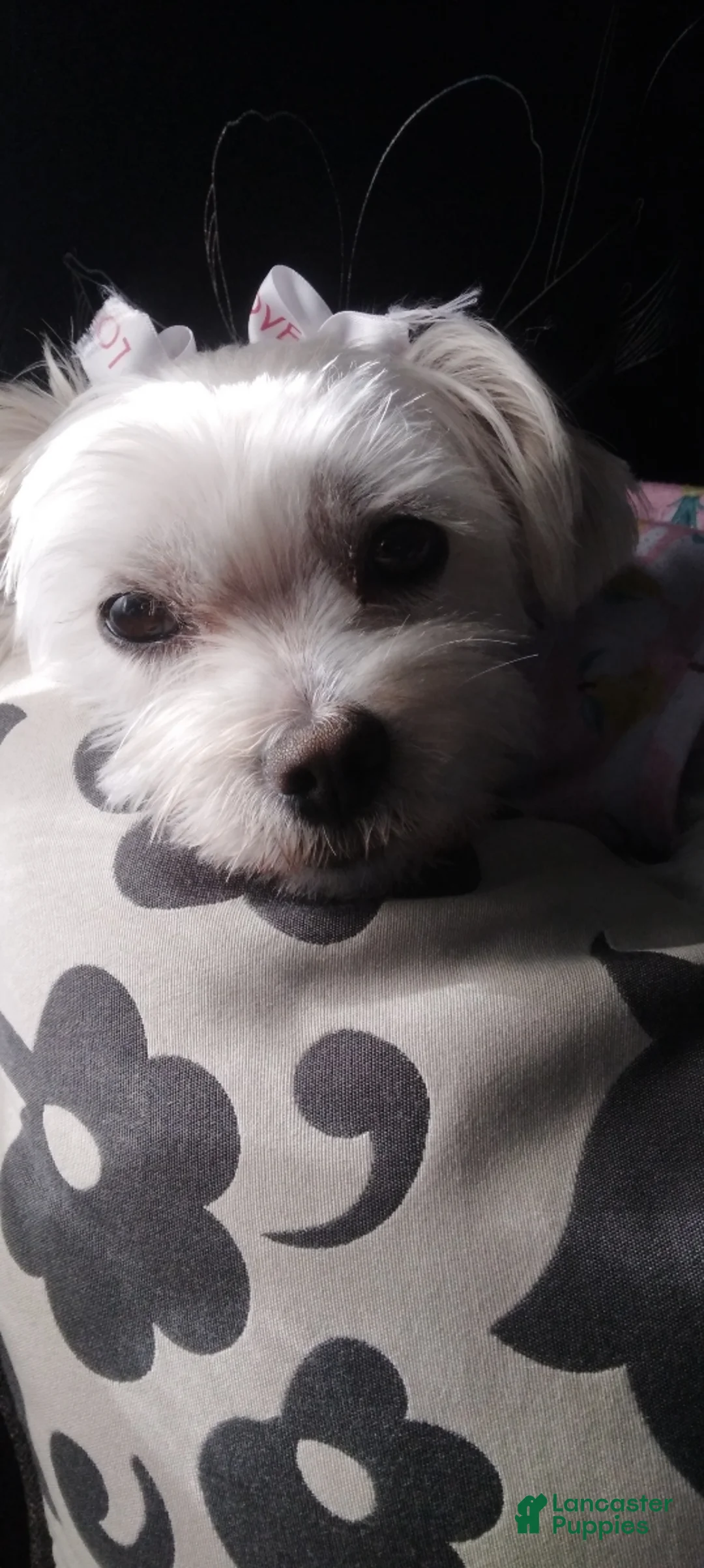 Maltipoo dogs for sale: Maltipoo Puppy 1 - Ad 2