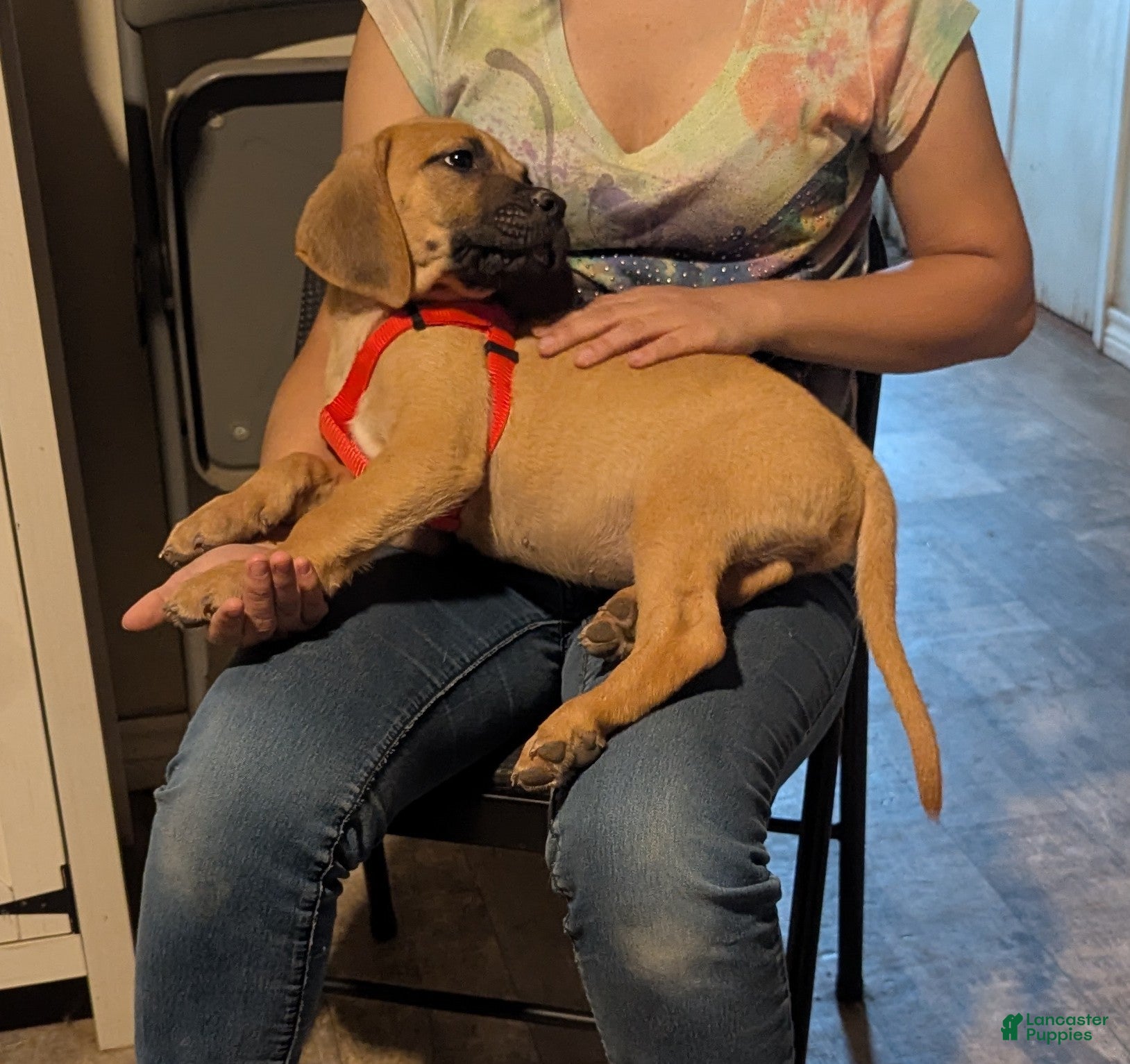 English Mastiff dogs English Mastiff 2 - Ad 2