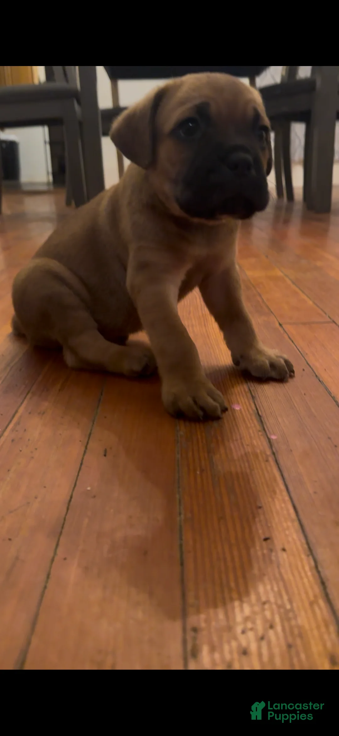 Cane Corso dogs for sale: Rocky - Ad 1