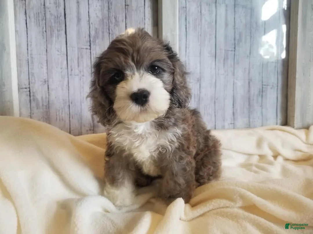 Gallery Image {{count}}