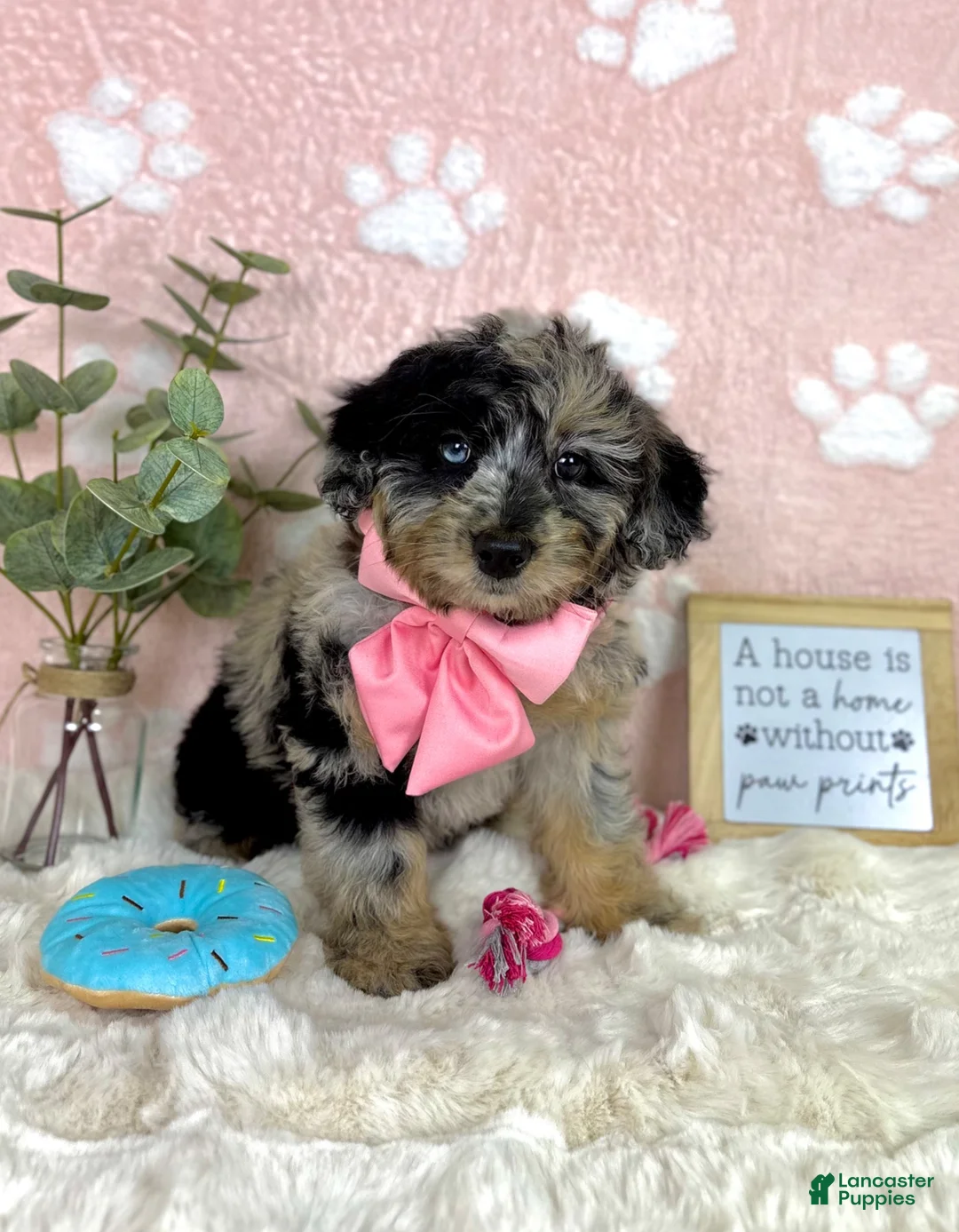Mini Bernedoodle dogs for sale: Brooklyn - Ad 5