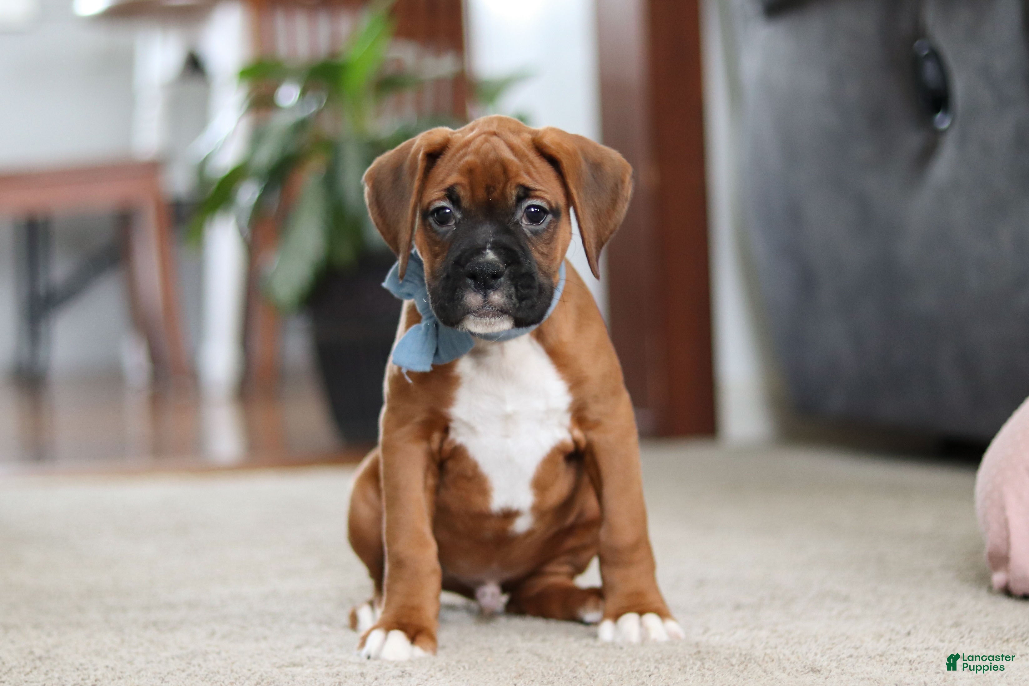 Boxer dogs Blake - Ad 5