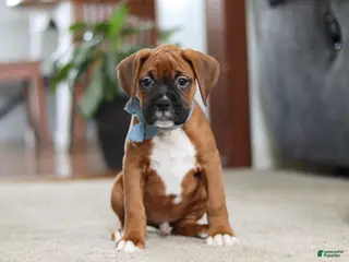 Boxer dogs Blake - Ad 6