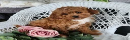Cavapoo dogs for sale: Gem - Ad 6
