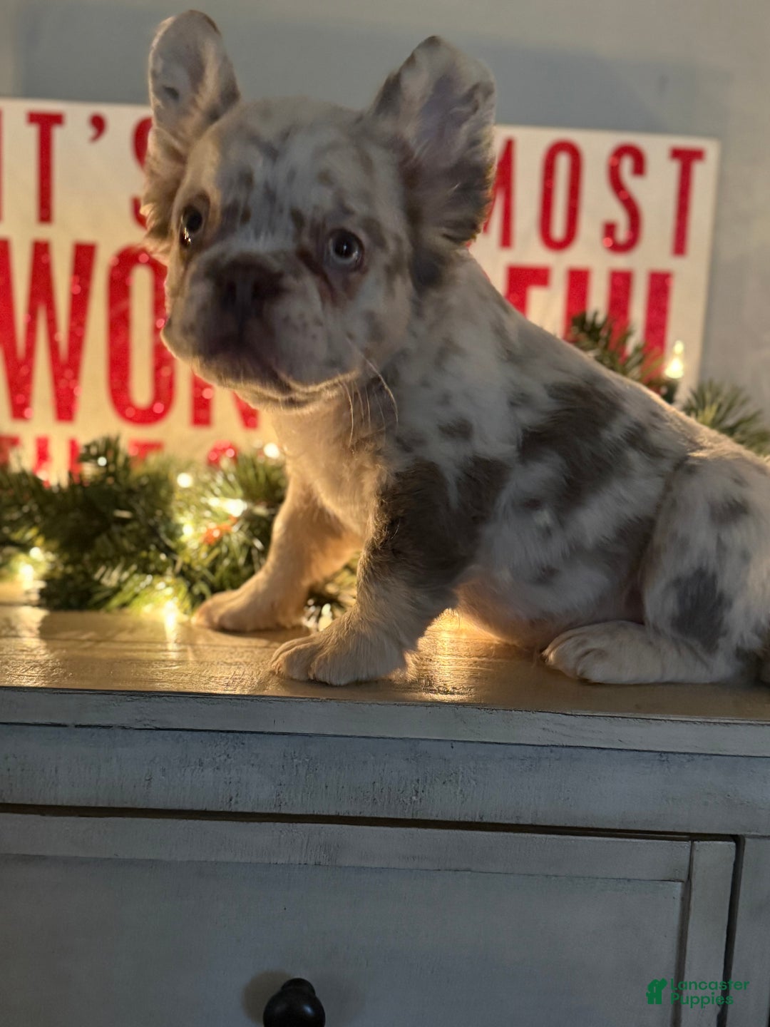 French Bulldog dogs for sale: Buddy - Ad 2