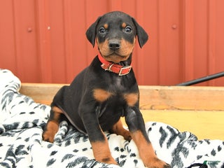 Doberman Pinscher dogs - Ad 27