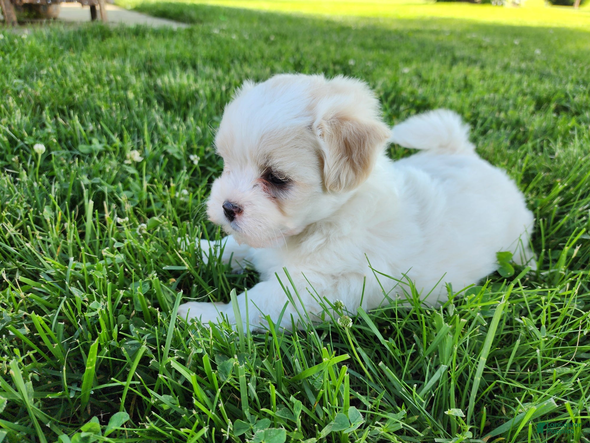 Teddy Bear dogs Buddy - Ad 2