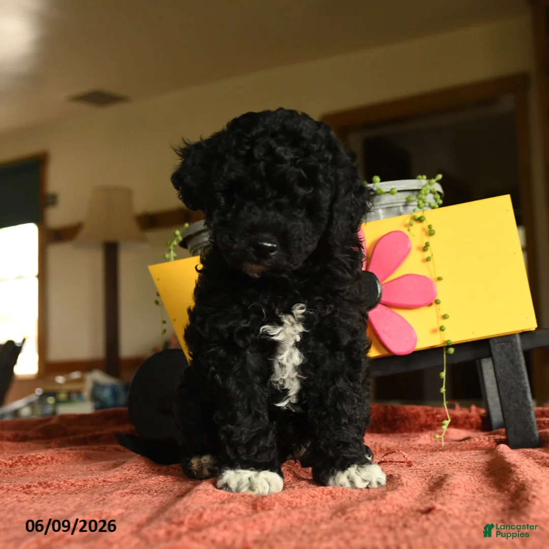 Miniature Poodle dogs for sale: Calvin - Ad 1