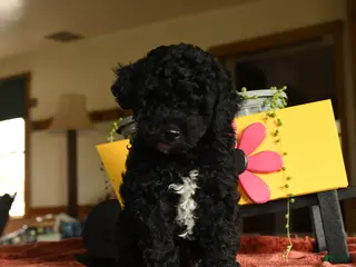 Miniature Poodle dogs for sale: Calvin - Ad 3