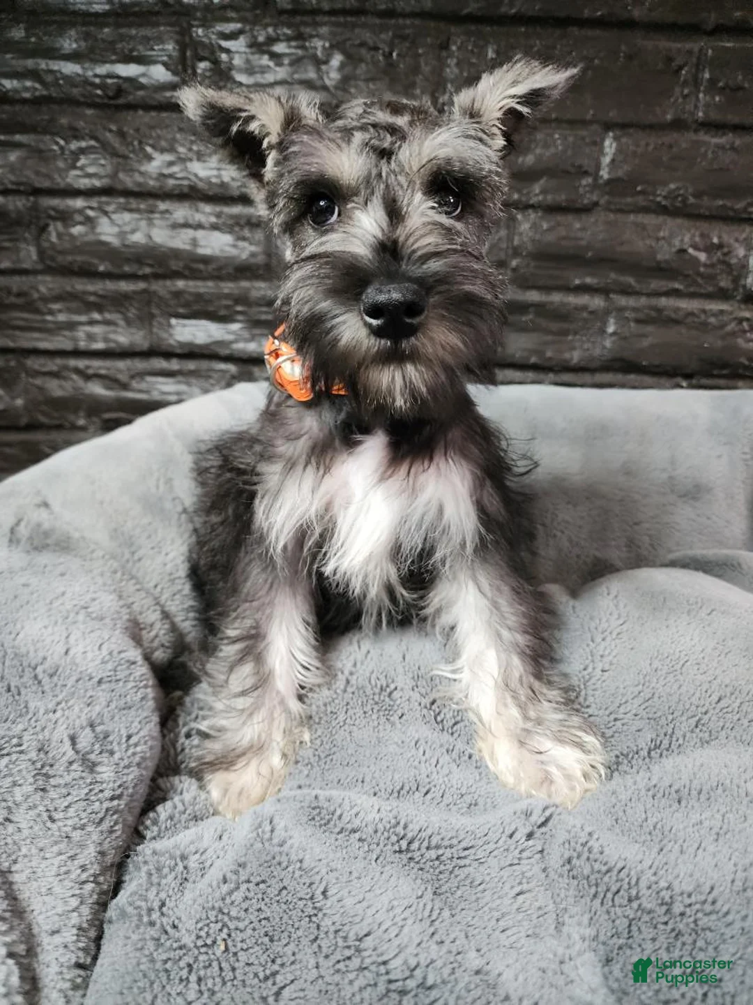 Miniature Schnauzer dogs for sale: Emmett - Ad 1