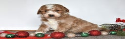 Mini Goldendoodle dogs for sale: Jessica - Ad 4