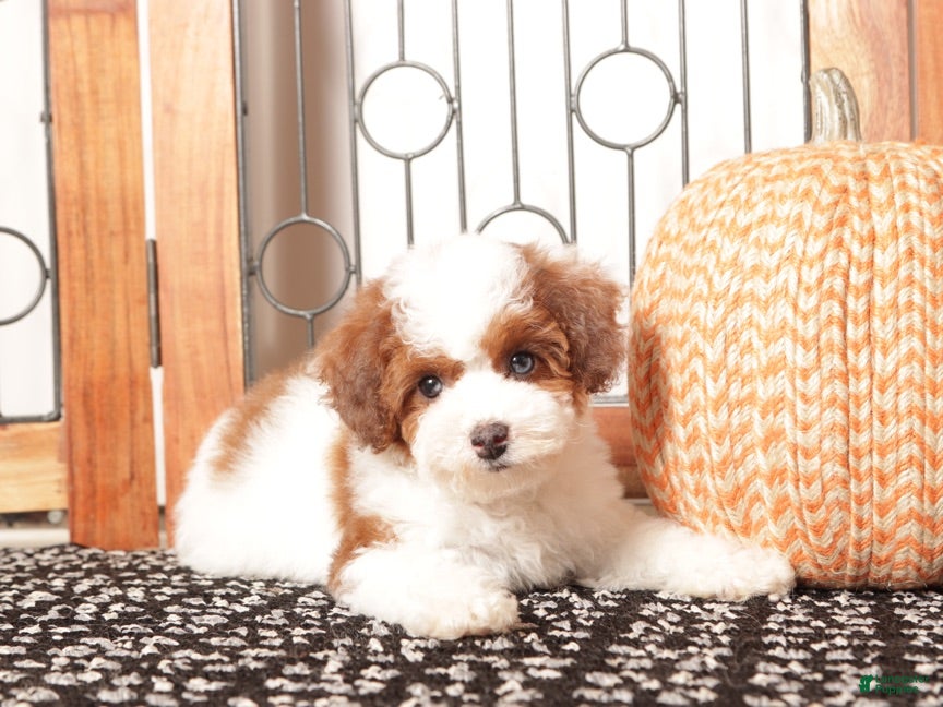 Toy Poodle dogs Sprinkles - ACA Female Toy Poodle - Ad 6