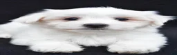 Maltese dogs for sale: Cash - Ad 8