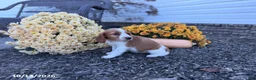 Welsh Springer Spaniel dogs for sale: Lady - Ad 13