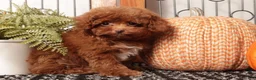 Toy Poodle dogs for sale: Hunter - Teacup Poodle  - Ad 3