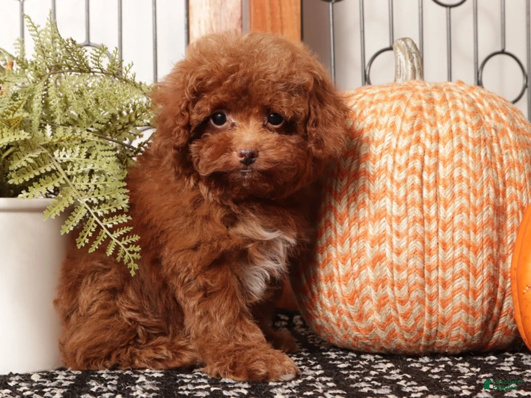 Toy Poodle dogs for sale: Hunter - Teacup Poodle  - Ad 3