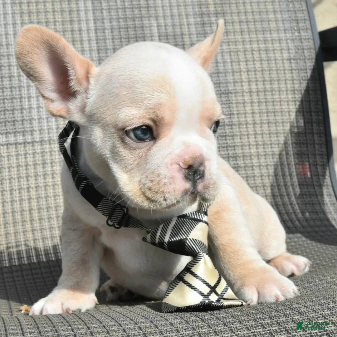 French Bulldog dogs for sale: French Bulldog 1 - Ad 1