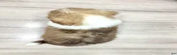 Havanese dogs for sale: Ezra - Ad 4