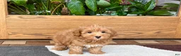 Havapoo dogs for sale: Havapoo Puppy 3 - Ad 9
