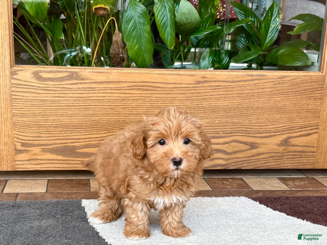 Havapoo dogs for sale: Havapoo Puppy 3 - Ad 9