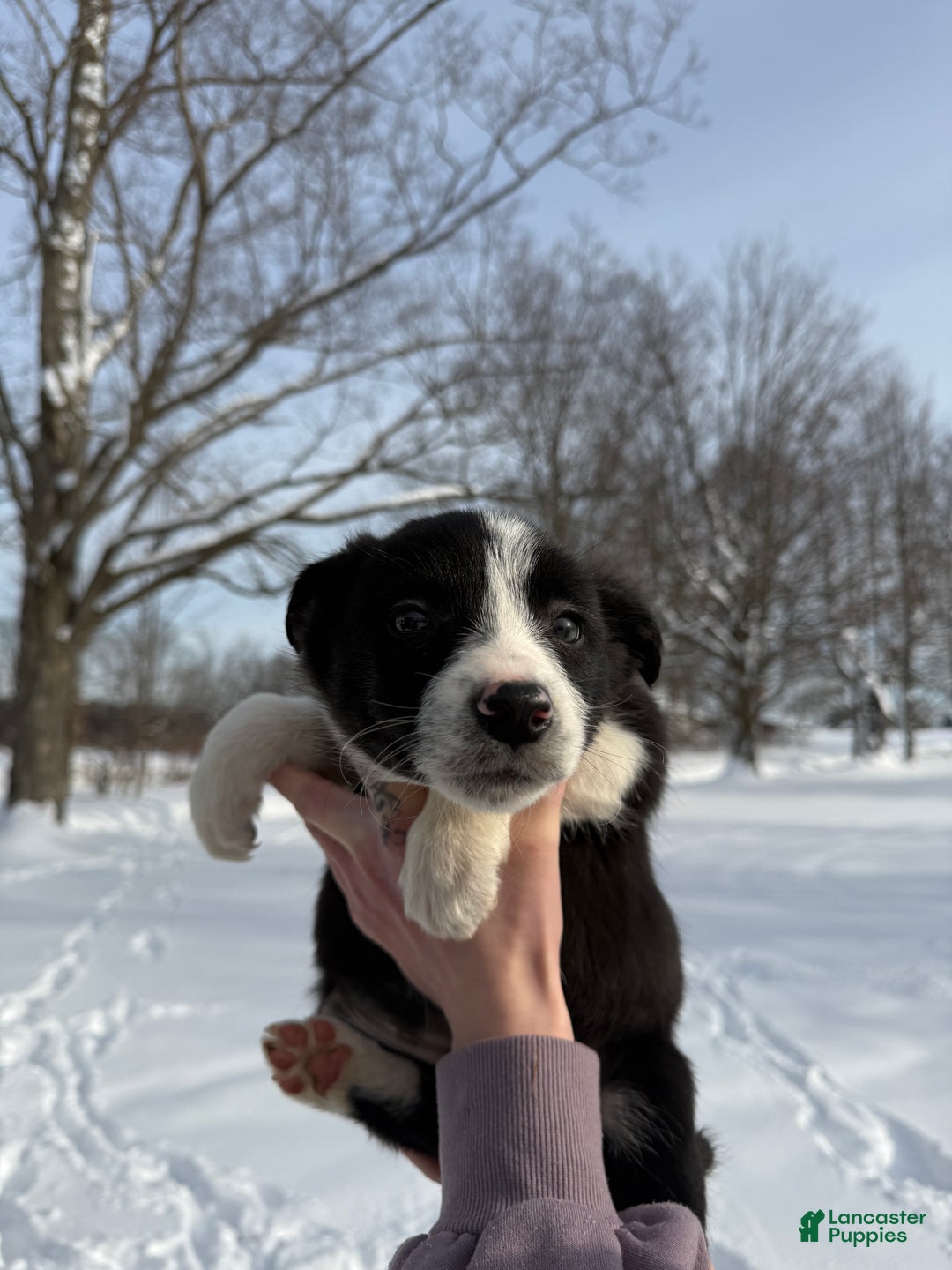 Border Collie dogs for sale: Female 3  - Ad 1