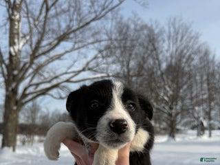 Border Collie dogs Female 3 - Ad 34