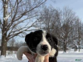 Border Collie dogs Female 3 - Ad 31