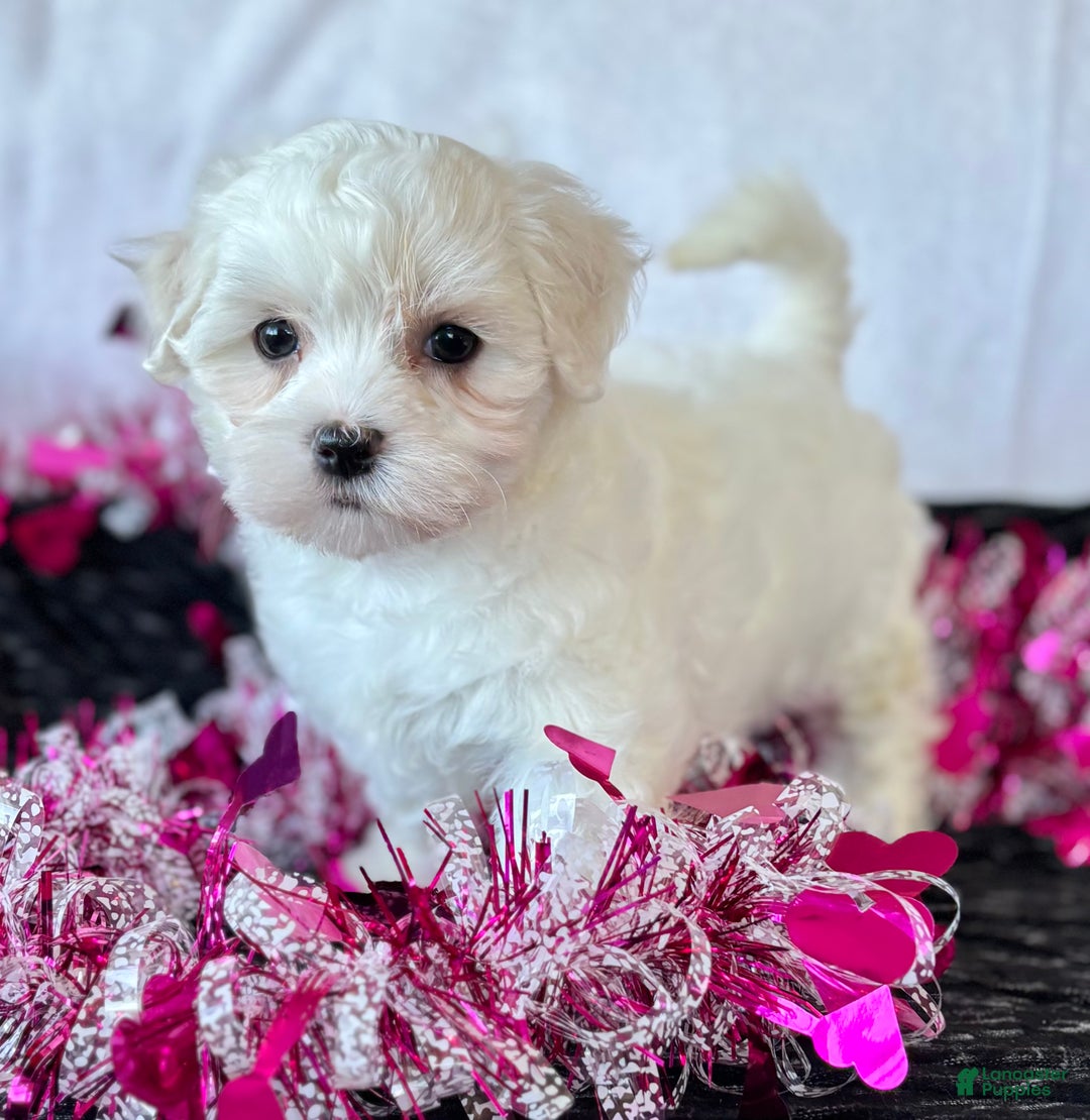 Maltese dogs for sale: Cara - Ad 6