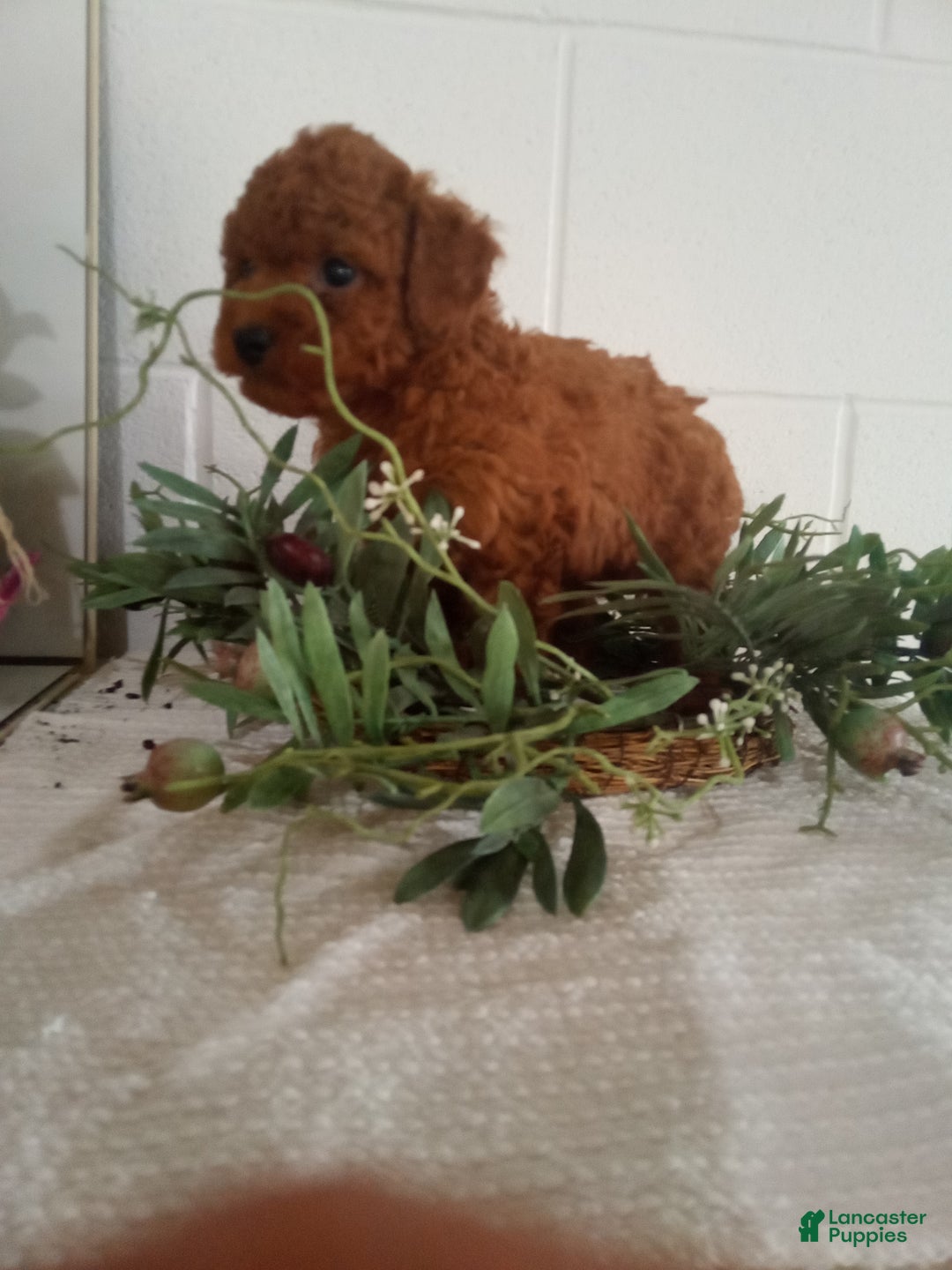 Miniature Poodle dogs for sale: Parker  - Ad 5