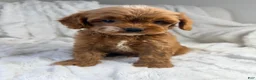 Cavapoo dogs for sale: Apollo - Ad 4