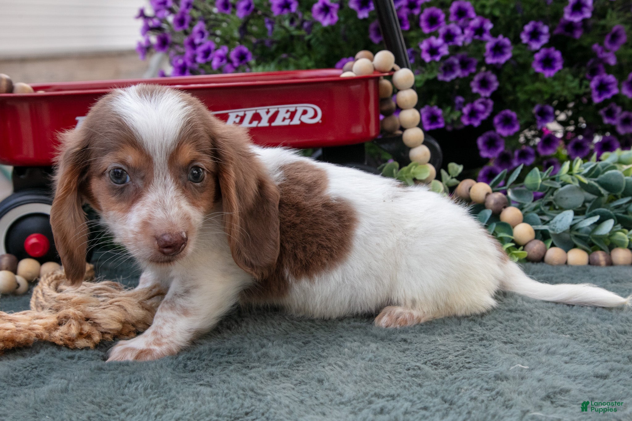 Miniature Dachshund dogs Jupiter - Ad 2
