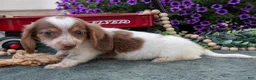 Miniature Dachshund dogs for sale: Jupiter - Ad 2