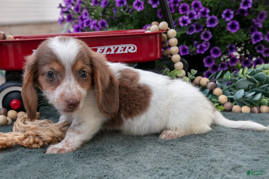 Miniature Dachshund dogs for sale: Jupiter - Ad 2