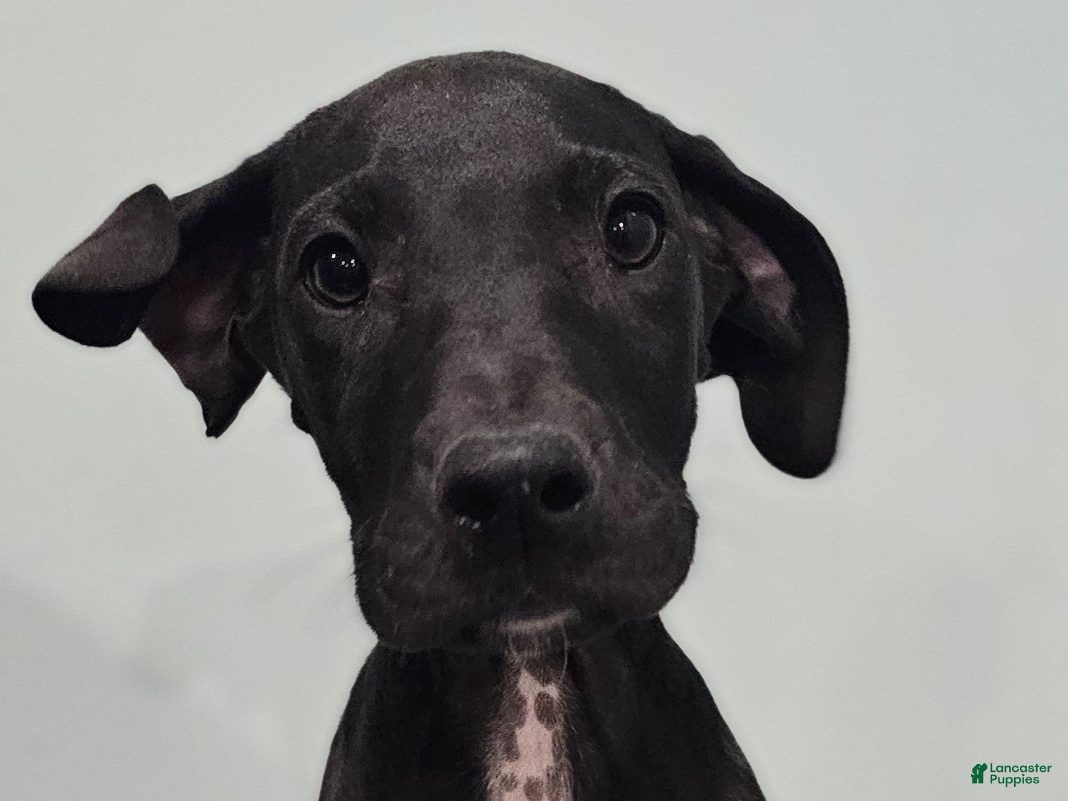 Great Dane dogs Black - Ad 1