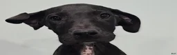 Great Dane dogs for sale: Black - Ad 1