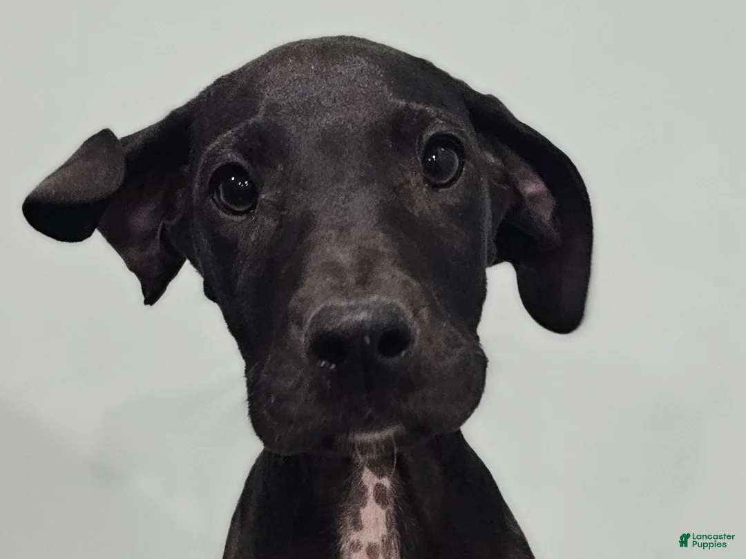 Great Dane dogs for sale: Black - Ad 1