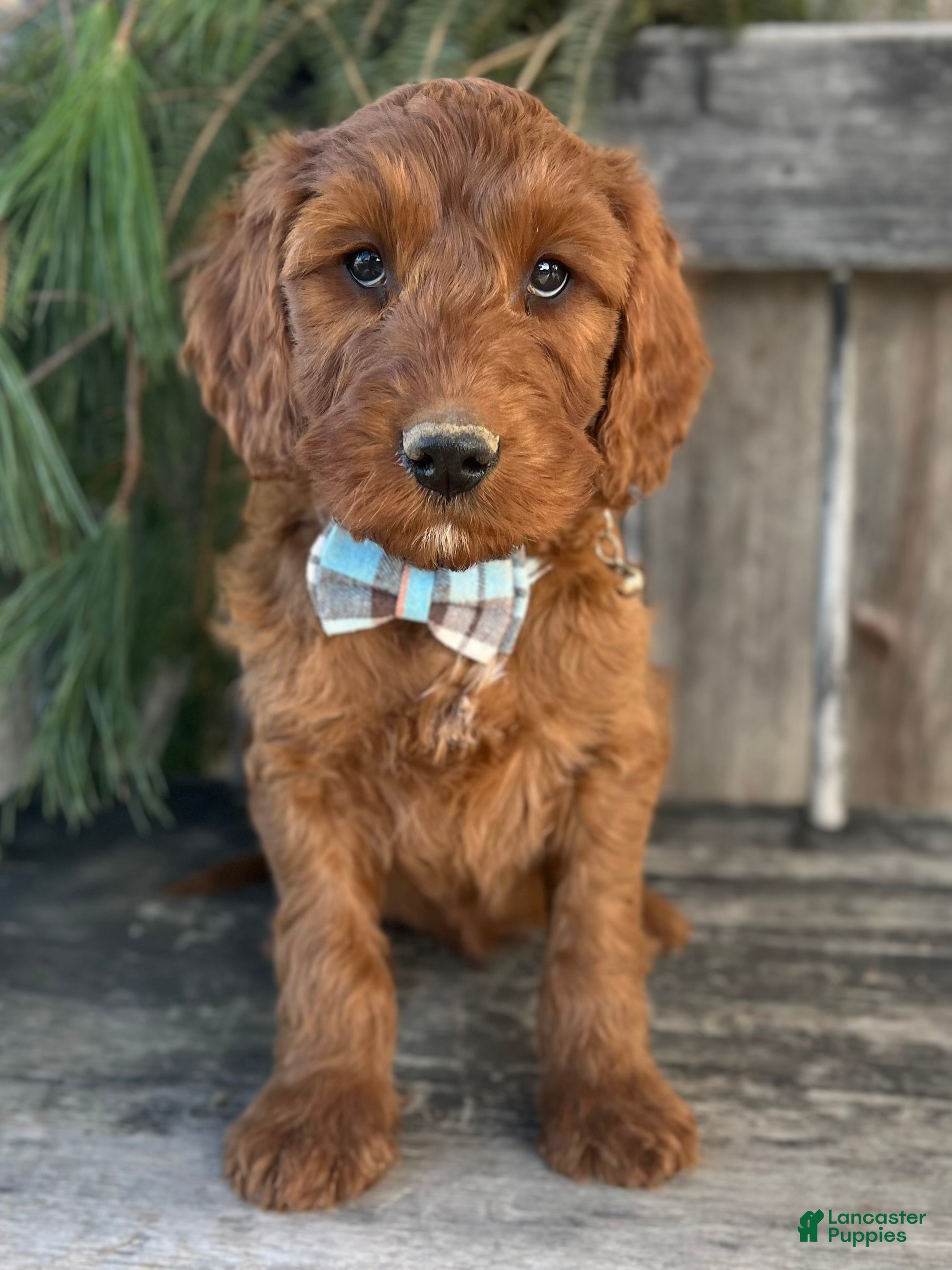 Irish Doodle dogs Garrett - Ad 13