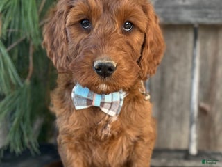 Irish Doodle dogs Garrett - Ad 3