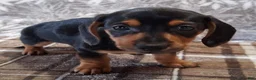 Miniature Dachshund dogs for sale: Sierra - Ad 5