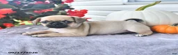 Puggle dogs for sale: Honey - Ad 3