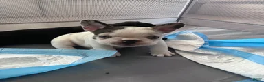 French Bulldog 5