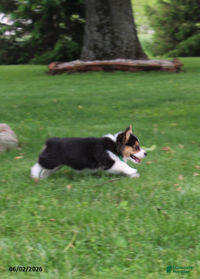 Welsh Corgi Pembroke dogs for sale: Daisy - Ad 6