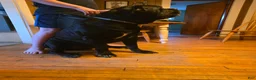 Cane Corso dogs for sale: Cane Corso Puppy 4 - Ad 3