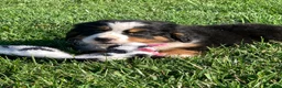 Bernese Mountain Dog dogs for sale: Fern - Ad 11