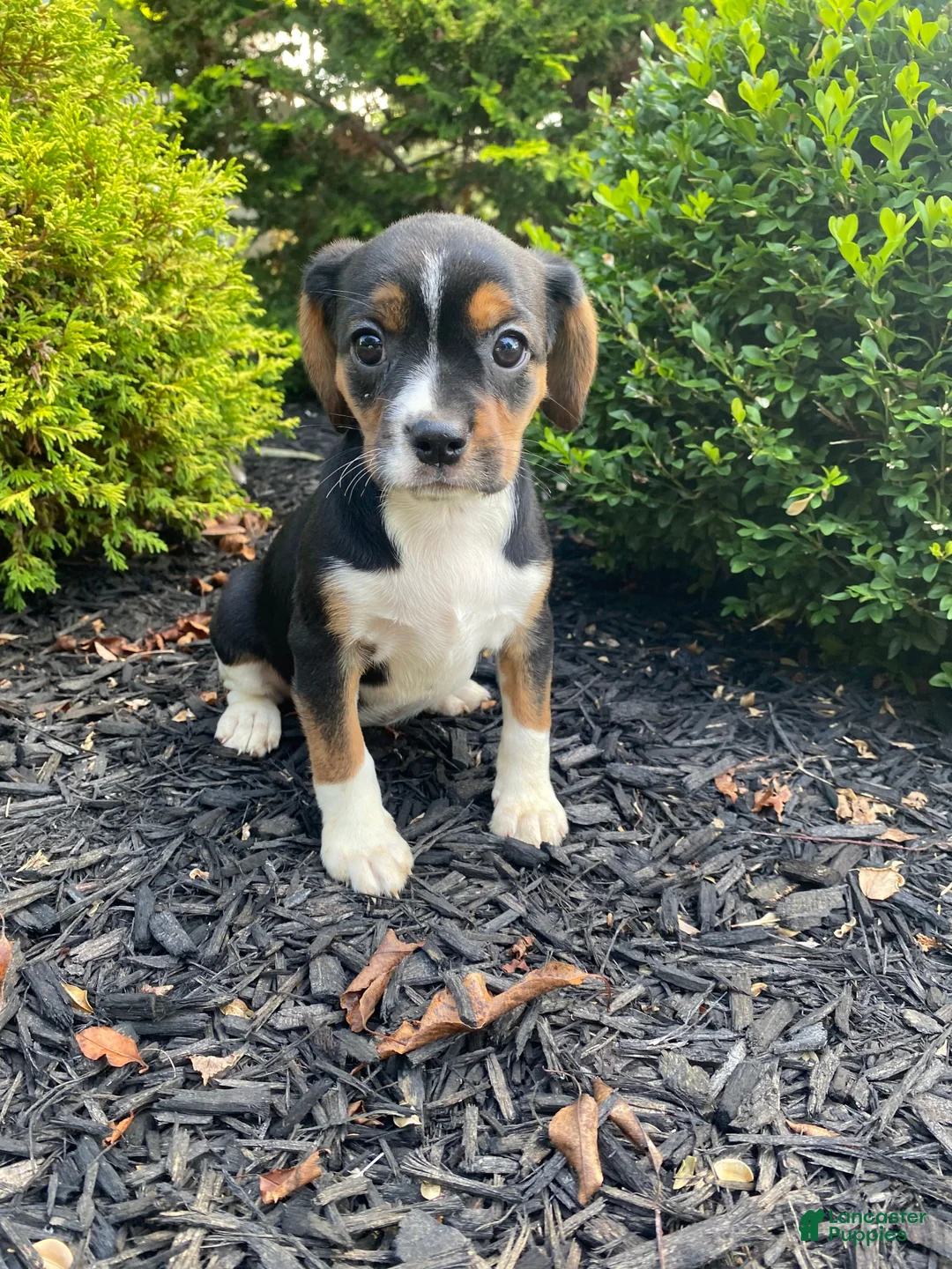 Mixed Breed dogs for sale: Dolly - Ad 12